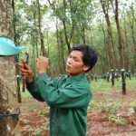 Mong được làm công nhân cao su