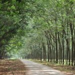 Sức sống một loài cây