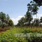 Huyện vùng biên Kon Tum phá thế độc canh cao su