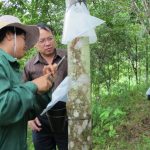 Công ty CPCS Điện Biên lạc quan mùa cạo mới