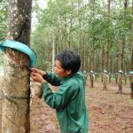 Cao su Ea H’Leo phấn đấu vượt 10% kế hoạch