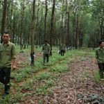 Nguy cơ trộm cắp mủ gia tăng