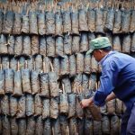Nguồn gốc giống cao su do ông E. Rauol đưa vào Việt Nam