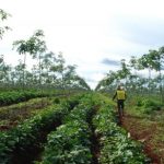 VRG sẵn sàng tham gia REDD+