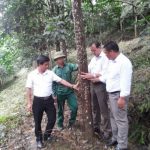Cây cao su góp phần giảm nghèo trên đất Yên Bái