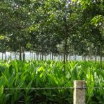 Trồng xen canh cho thu nhập cao