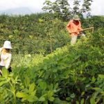 Nhiều mô hình kinh tế hiệu quả tại Cao su Lai Châu 2