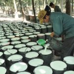 Cao su Tây Ninh phấn đấu khai thác vượt 6% kế hoạch