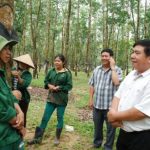 Cao su Kon Tum: Năm thứ 6 liên tiếp hoàn thành kế hoạch trước 20 ngày