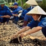 Nguồn gốc giống cao su do ông E. Rauol đưa vào Việt Nam
