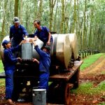 Chính phủ phê duyệt phương án cổ phần hóa Công ty mẹ VRG