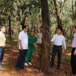 Điển hình vượt sản lượng ở cao su Phú Riềng