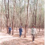 Nghề bảo vệ cao su