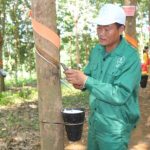 Hướng đến tổ chức sản xuất hiệu quả