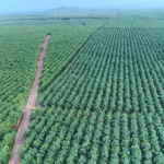 Phát triển bền vững chiến lược trọng tâm của VRG