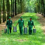 Không dứt tình với cây cao su