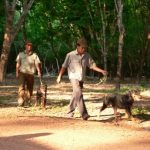 Người bạn canh giữ mủ