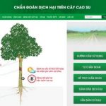 Chẩn đoán trực tuyến dịch hại trên cây cao su