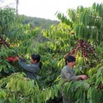 Kinh tế gia đình nơi vùng đất khó