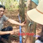 Bình Phước: Thu gom mủ tự động - sáng chế hữu ích của nhà nông Nguyễn Yên