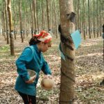 Rộn ràng mùa cạo mới