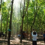 Hiệu quả phun thuốc phòng bệnh phấn trắng