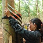 Cao su Chư Păh tìm giải pháp nâng cao năng suất vườn cây