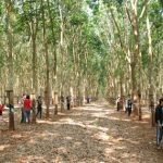 Khoán vườn cây lâu dài tạo ổn định về lao động