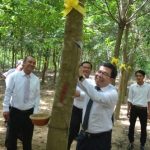 Cao su Dầu Tiếng Campuchia mở cạo 150 ha