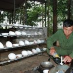 Vườn cây 2 tấn nơi ngã ba biên giới