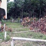 Khởi tố đối tượng cưa trộm cây cao su