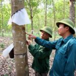 Cao su Lai Châu II sẵn sàng đón dòng nhựa trắng đầu tiên