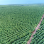 Phát triển cao su bền vững là xu hướng tất yếu