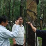 Cao su Tây Nguyên: Sản lượng giảm do mưa kéo dài
