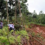 Quặn lòng cao su sau lũ dữ