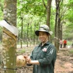 Thí điểm chuyên môn hóa vườn cây