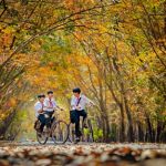 Cao su lá rụng lại xanh