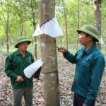 Cao su Lai Châu II linh hoạt trong thu hút lao động
