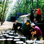 Tổ ta xây dưới vòm lá ken dầy