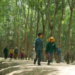 Hạnh phúc từ màu xanh cao su