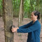 Cao su tiểu điền sống ổn dù giá thấp