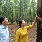 Sáng kiến máng dẫn mủ miệng cạo 2 – ¼