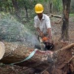 Chế biến gỗ và lâm sản xuất khẩu: Cần đổi mới và đột phá