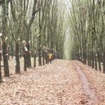 Giải pháp thu hoạch mủ trong điều kiện bất thuận