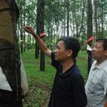 Dục Nông nhiều năm liền dẫn đầu sản lượng Cao su Kon Tum