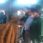 Cao su Sơn La ra mắt sản phẩm mủ đầu tiên