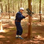 56 thí sinh thi “Bàn tay vàng khai thác cao su” Binh đoàn 15
