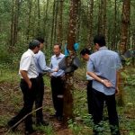 Điều chỉnh giảm kế hoạch sản lượng năm 2018 cho Cao su Quảng Nam
