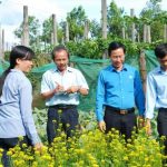 Vườn rau sạch gia đình ở công đoàn cao su Chư Prông
