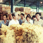 Bác Đỗ Mười với ngành cao su